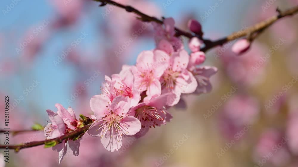 Spring season background, closeup of peach bloom Spring season background, closeup of peach bloom