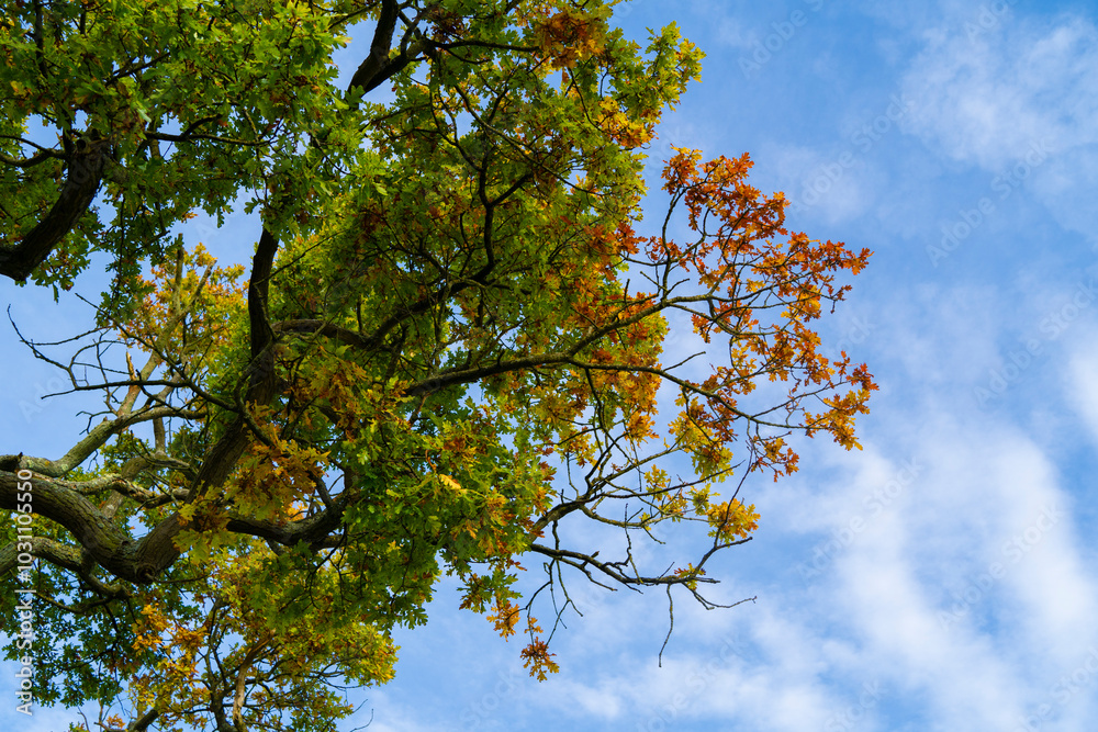 Branch with autumnal leaves with blue sky in background