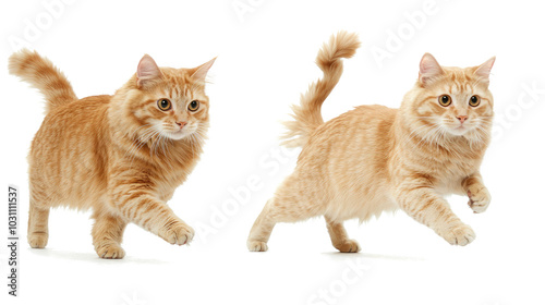 Cats Running and Walking in Playful Motion Against a White Background Generative AI