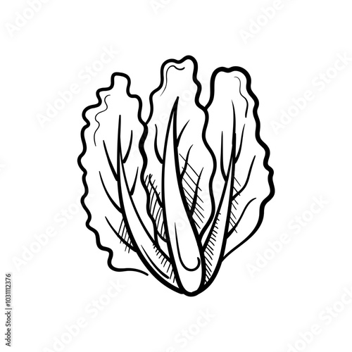 Lettuce Hand-Drawn Food Vector Icon