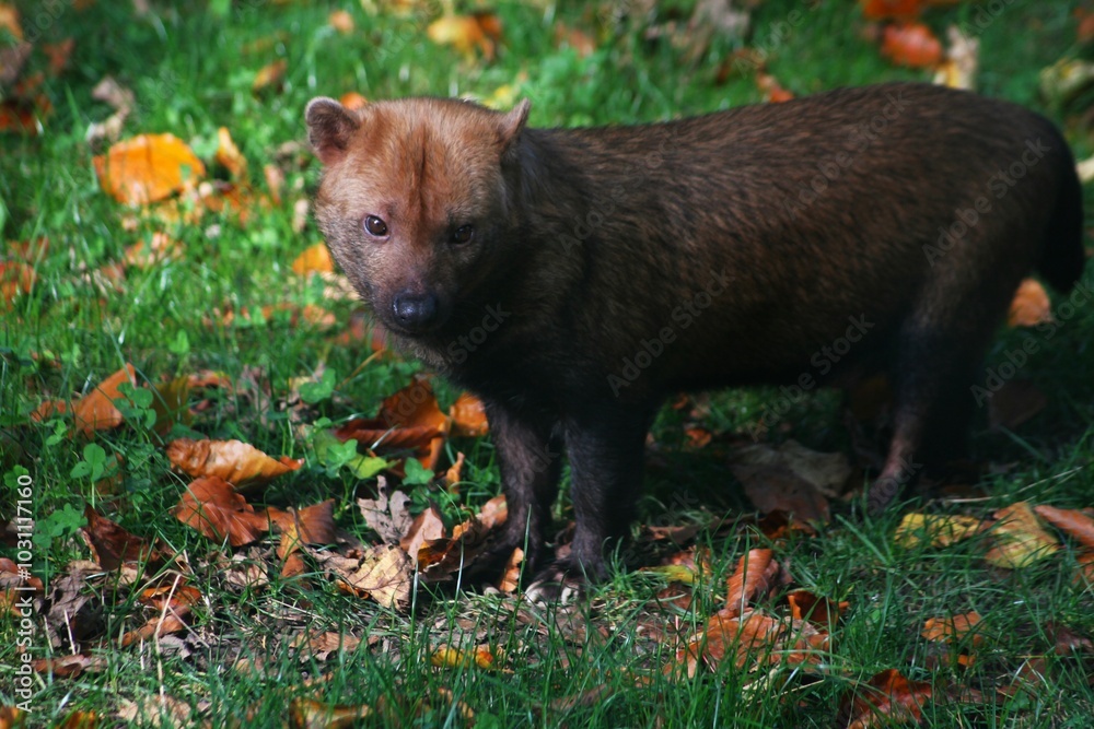 This photograph was taken on 5th October 2024 at Dudley zoo and castle, England. This is what a bush dog looks like up close and personal. Bush dogs are so much smaller than you think. This photograph was taken on 5th October 2024 at Dudley zoo and castle, England. This is what a bush dog looks like up close and personal. Bush dogs are so much smaller than you think.