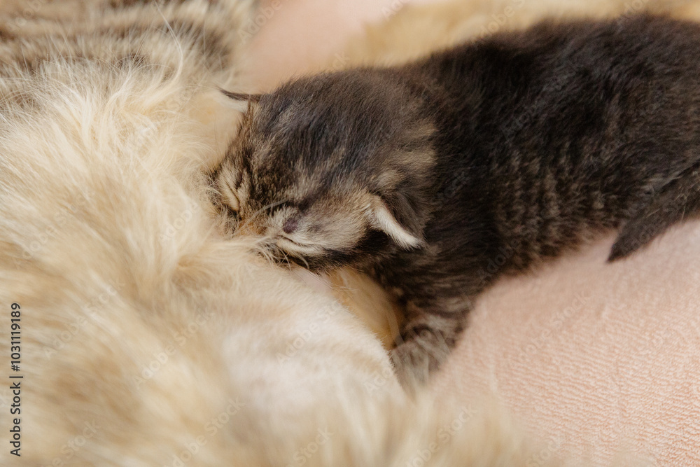 A newborn kitten drinks milk from its mother cat. A newborn kitten drinks milk from its mother cat.