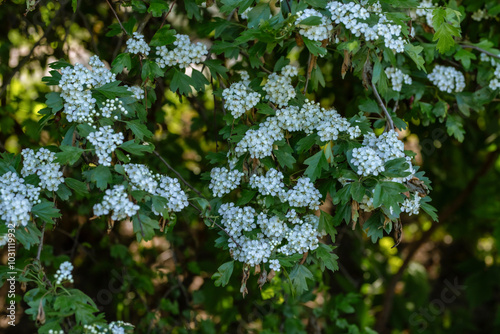 forest background, flowers and grass. tiny white flowers. Flowering hedges with lots of white flowers.