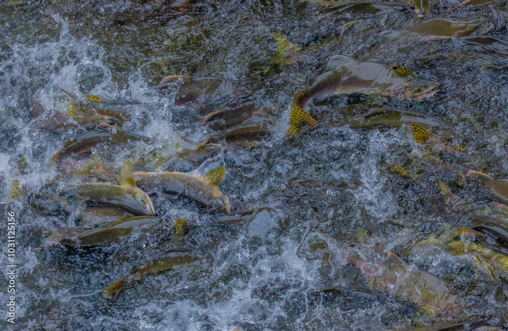 Salmon Swimming Upstream Salmon Swimming Upstream