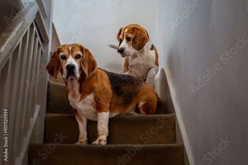 Two young Beagle dogs waiting on the stairs patiently waiting