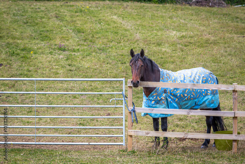 Connemara pony waiting by the gate in his paddock on a autumns day, Image shows a bay Connemara wearing a horse rug in his paddock waiting to be let out  photo