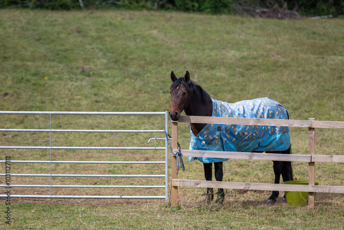 Connemara pony waiting by the gate in his paddock on a autumns day, Image shows a bay Connemara wearing a horse rug in his paddock waiting to be let out  photo