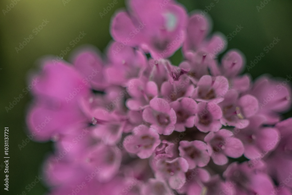 Beautiful pink flowers growing in the garden with blurred foreground of green leaves Beautiful pink flowers growing in the garden with blurred foreground of green leaves