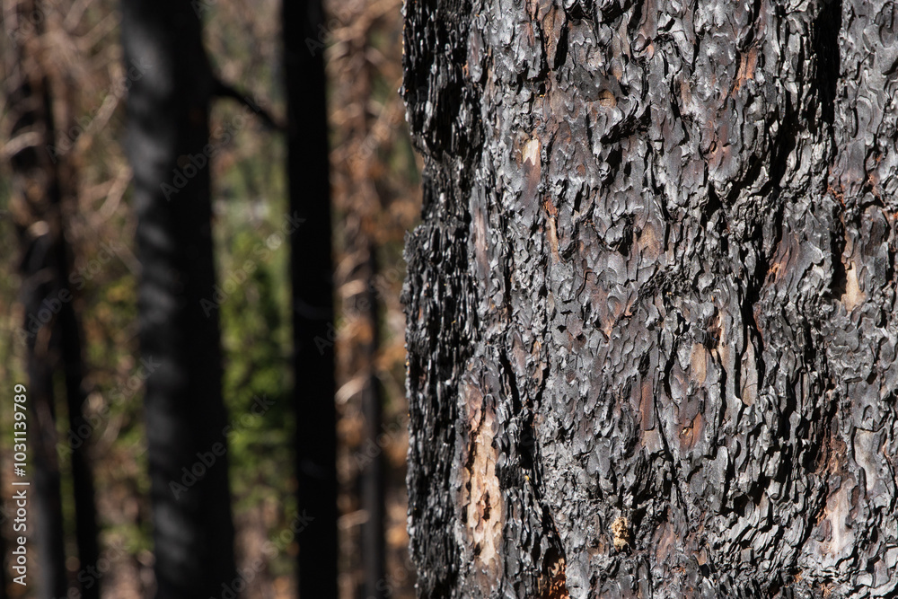 Bark on tree severely burnt during wildfire with other burnt trees in the distance. Sierra Nevada mountains. Bark on tree severely burnt during wildfire with other burnt trees in the distance. Sierra Nevada mountains.