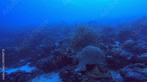 Underwater reef bonaire caribbean ocean diver