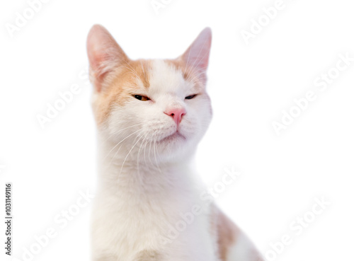 A shorthair cat squinting its eyes