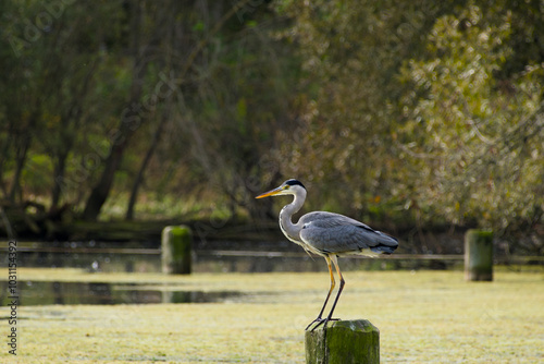 grey heron standing on the wooden post and looking out for prey in the water photo