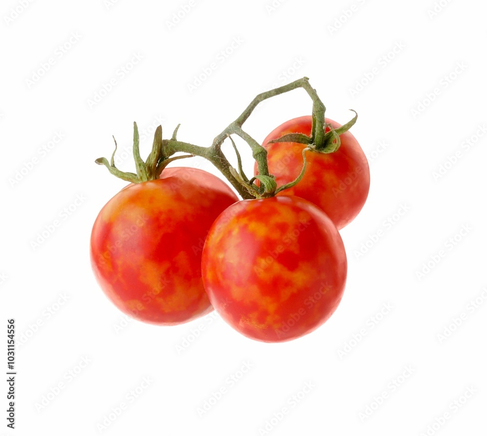Branch with ripe tomatoes isolated on white Branch with ripe tomatoes isolated on white