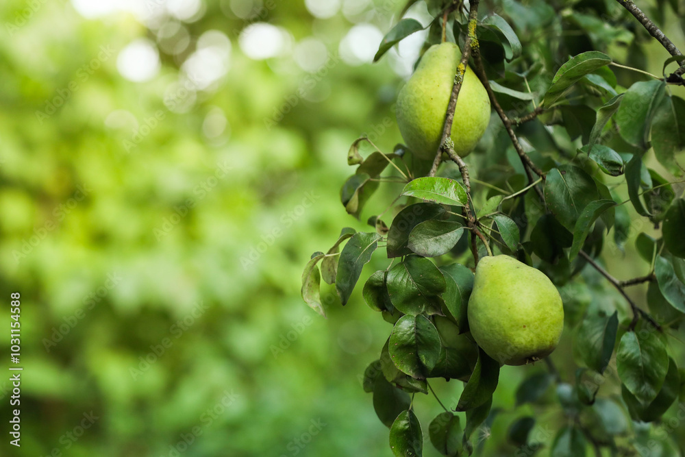 Ripe pears growing on tree in garden, closeup. Space for text Ripe pears growing on tree in garden, closeup. Space for text