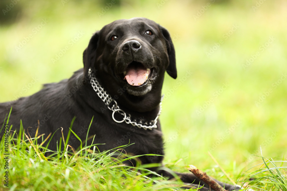 Adorable Labrador Retriever dog on green grass. Space for text Adorable Labrador Retriever dog on green grass. Space for text