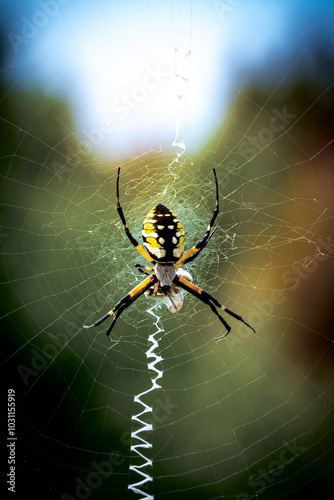 Closeup of black and yellow garden spider waiting for prey in its zig zag web against bokeh blurry wooded background.