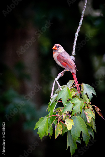 Female cardinal bird with gorgeous red wings and tail perched on a maple tree branch