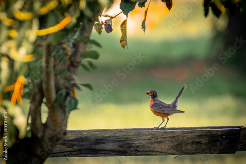 Robin bird eating small berry on a fence in the shade under trees in mid summer