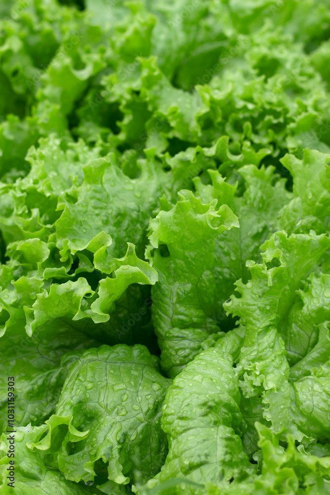 close up of fresh green lettuce in summer garden close up of fresh green lettuce in summer garden