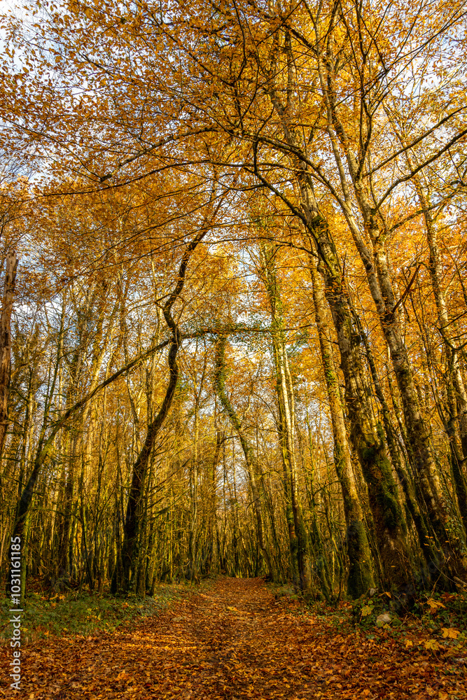 Fototapeta premium Autumn tall trees forest during sunset