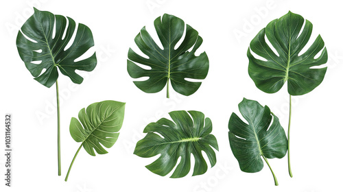 Collection of Tropical Foliage Leaves Arranged on White Background Generative AI