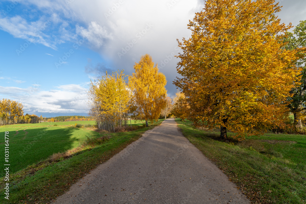 road in autumn road in autumn
