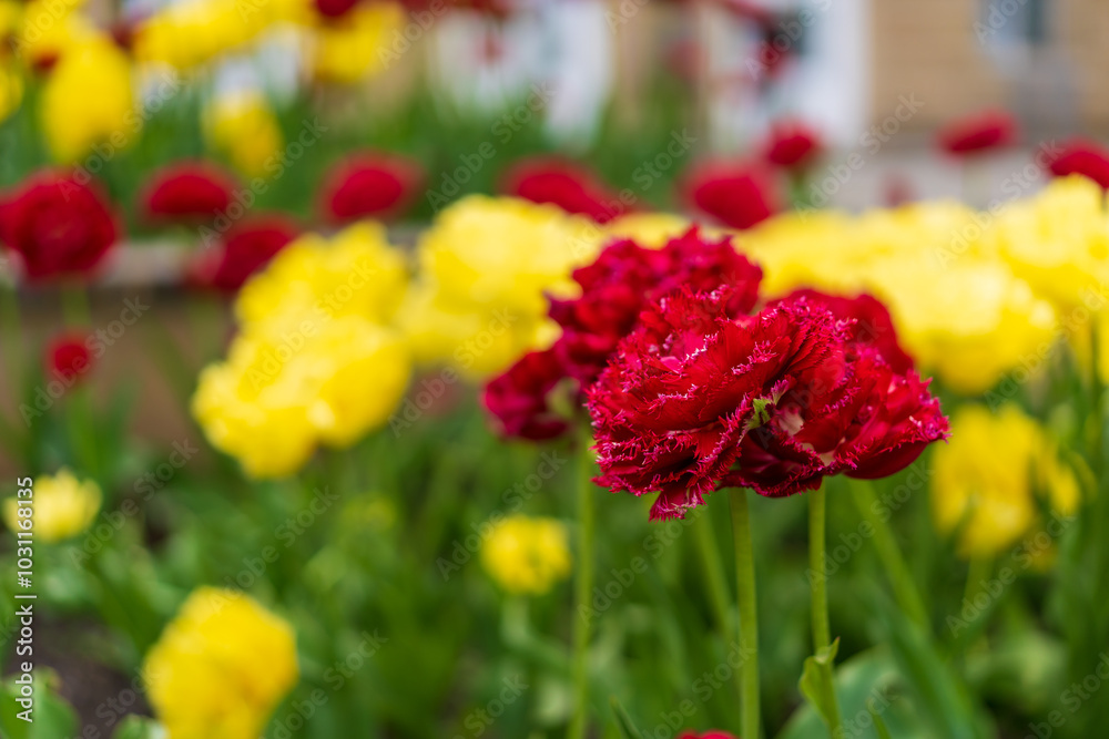 Flowers in a flower bed tulips. Greening the urban environment. Background with selective focus Flowers in a flower bed tulips. Greening the urban environment. Background with selective focus