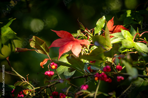 Colourful leaves on a maple tree and flowers on a spindle tree, on a sunny autumn morning photo