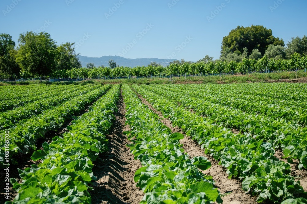 Rows of green plants in a field. The photo showcases agricultural growth and farming techniques. Rows of green plants in a field. The photo showcases agricultural growth and farming techniques.