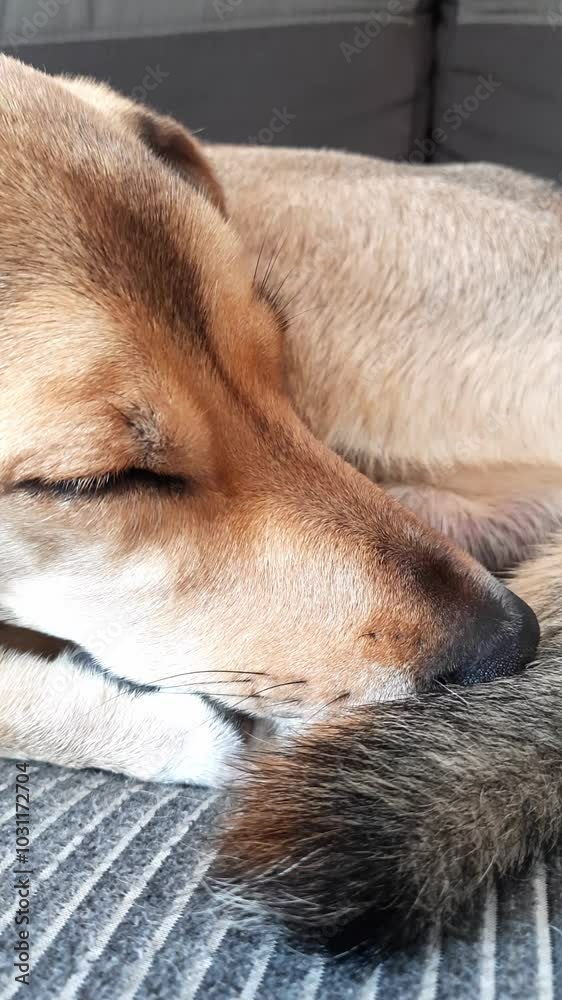 Cute sleeping dog. mongrel dog sleeps with his nose hidden under his tail. Pet warms its nose in the fur of its tail. Vertical video. cozy curled-up sleeping position of dog Cute sleeping dog. mongrel dog sleeps with his nose hidden under his tail. Pet warms its nose in the fur of its tail. Vertical video. cozy curled-up sleeping position of dog
