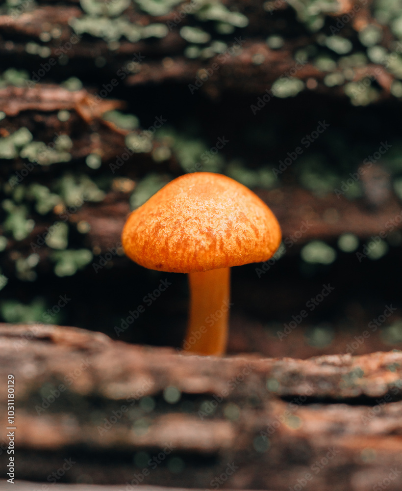 mushroom in the forest mushroom in the forest