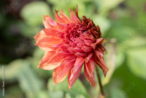 A peach, pink colored dahlia damaged by frost. Belle of Barmera dahlia. photo