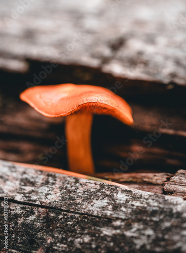 close up of a mushroom