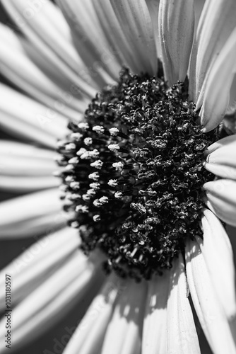 Macro photo of a sunflower