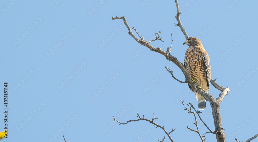 Red-shouldered hawk perched in a bare tree. Red-shouldered hawk perched in a bare tree.