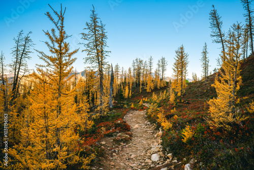 Trail with many golden larches at Grasshopper Pass during fall season, Pacific Crest Trail, North Cascades National Park, Washington.