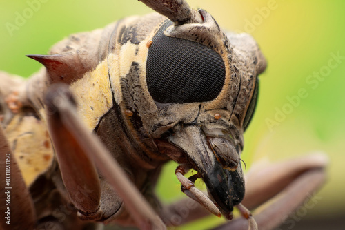 Aristobia horridula (Hope)