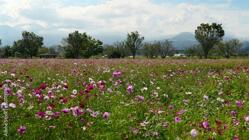 Wallpaper Mural 宮崎県えびの市「グリーンパークえびの」のコスモス Torontodigital.ca
