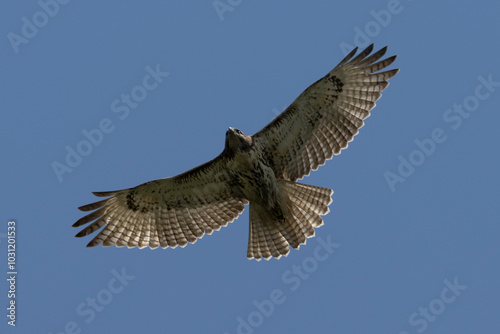 Flying red shouldered hawk photo