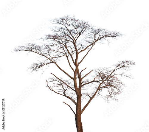 Dead tree branch isolated on transparent background PNG file.