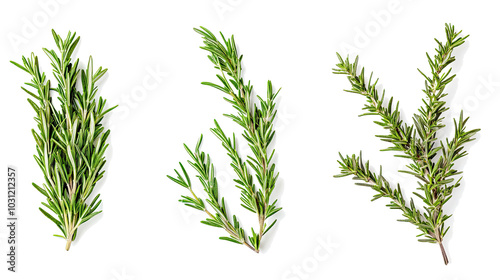 Fresh Rosemary Sprigs Arranged on a Clean White Background Generative AI