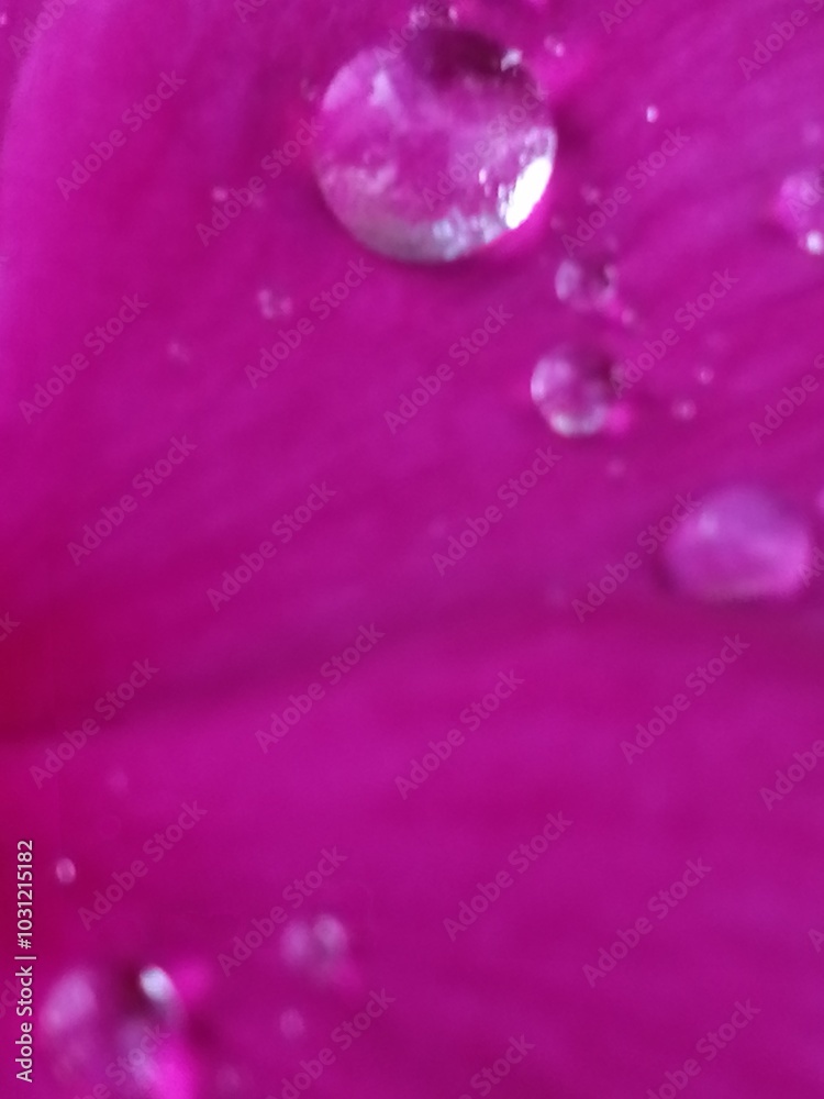 水玉