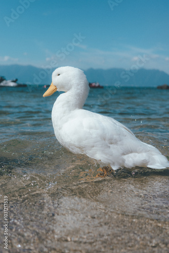 湖にいるアヒルさん