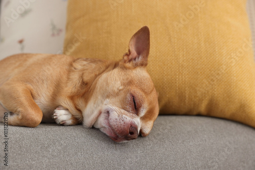 Cute Chihuahua dog sleeping on sofa in room