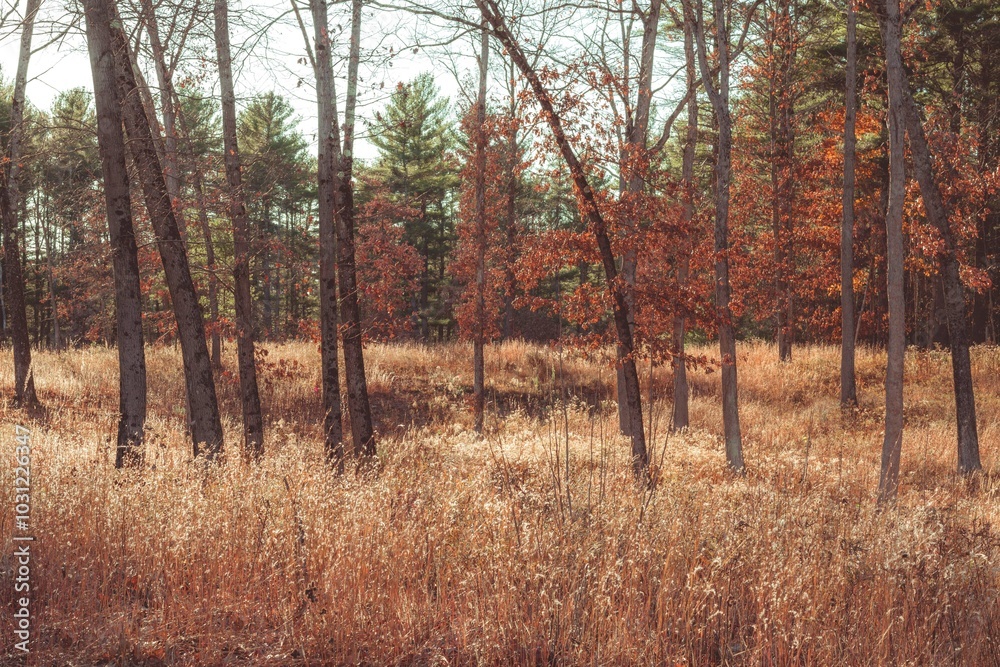 Pretty Dried Grass and Leaves Fall Landscape Wilton Wildlife Preserve Saratoga Springs New York Pretty Dried Grass and Leaves Fall Landscape Wilton Wildlife Preserve Saratoga Springs New York