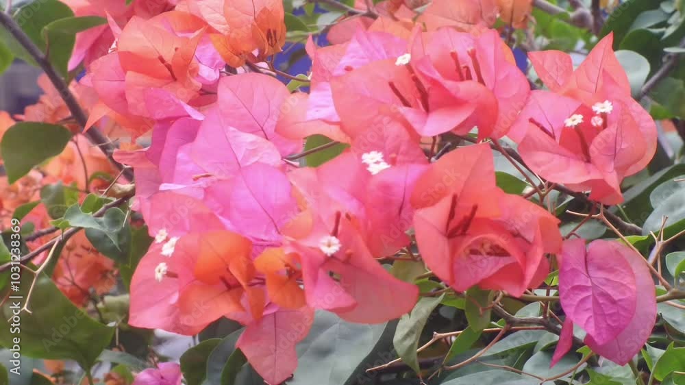 pink tulips in the garden. bougainvillea in the garden pink tulips in the garden. bougainvillea in the garden