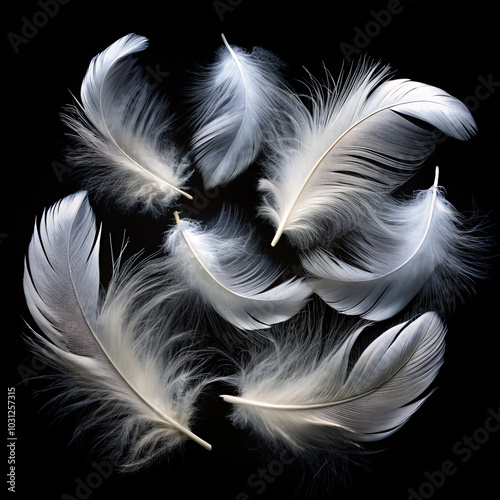 white feather on black background. feather, white, bird, black, isolated, soft, light, fluffy, macro, object, feathers, blue, wing, nature, closeup, quill, smooth, softness, flying, abstract, fly, clo photo