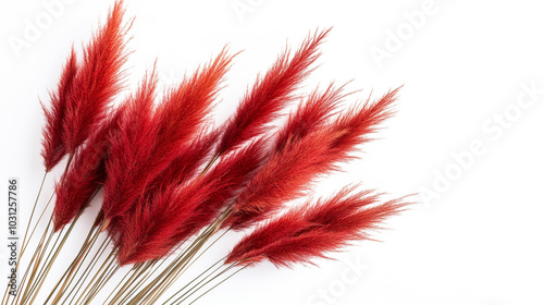 Close-up image of a red pampas grass in a white background