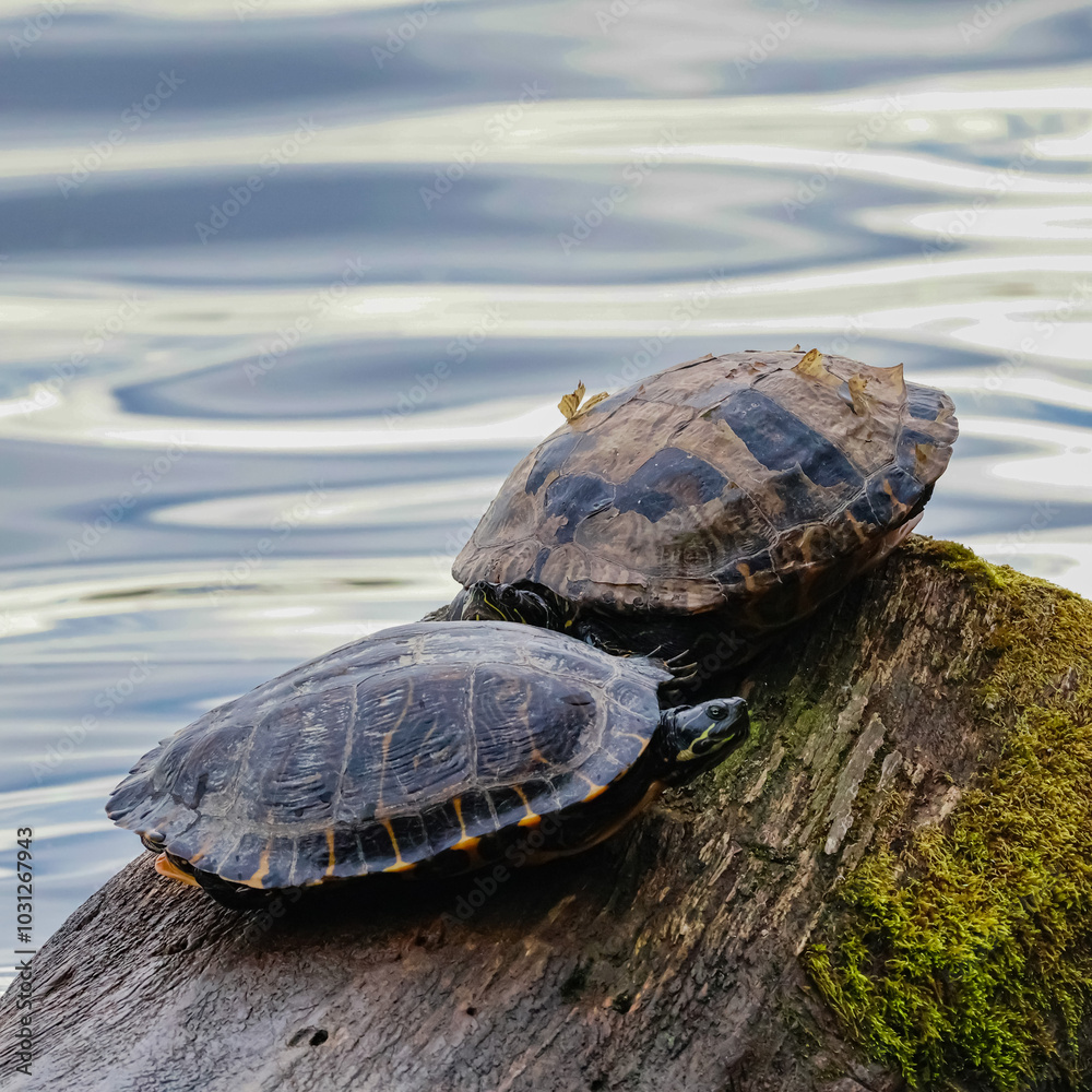 turtle on the rocks turtle on the rocks