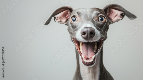 portrait of a happy smiling Greyhound dog on a white background